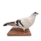 Mounted white pigeon (D)