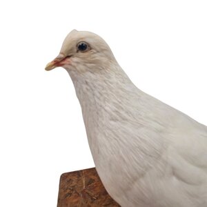 Mounted white pigeon (E)