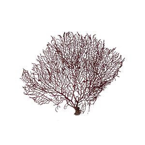 Red sea fan (S)