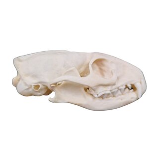 Skull common genet