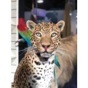 Mounted leopard