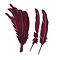 Coloured feathers