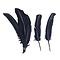 Coloured feathers