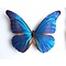 Morpho casica