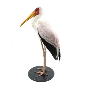 Mounted yellow-billed stork (A)