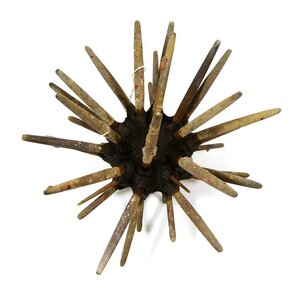 Slate Pencil Urchin