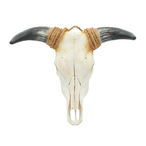 Skull of a cow