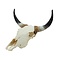 Skull of a cow