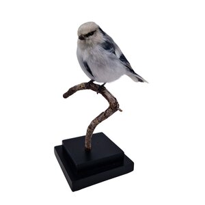 Mounted Azure tit