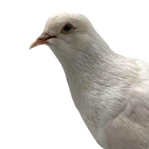 Mounted white pigeon (A)