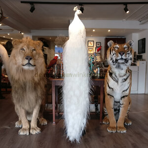 Mounted white peacock on pedestal