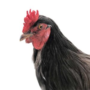 Mounted rooster (B)