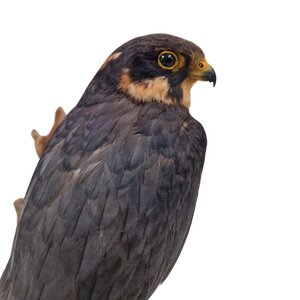 Mounted Eurasian hobby