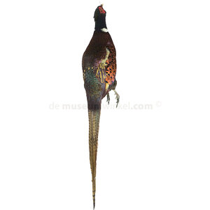 Mounted pheasant male