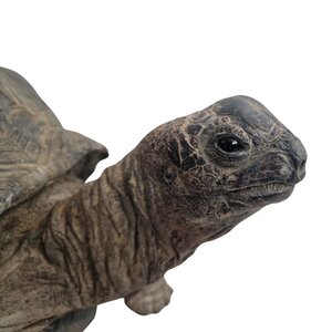 Mounted Aldabra giant tortoise