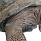 Opgezette Seychellenreuzenschildpad (Aldabra schildpad)