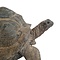 Opgezette Seychellenreuzenschildpad (Aldabra schildpad)