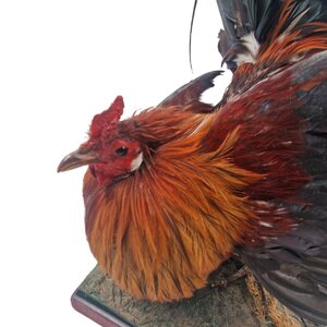 Mounted fighting rooster