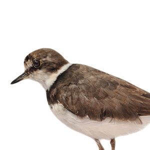 Mounted little ringed plover