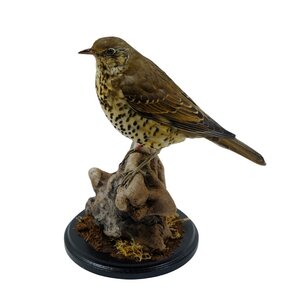 Mounted mistle thrush