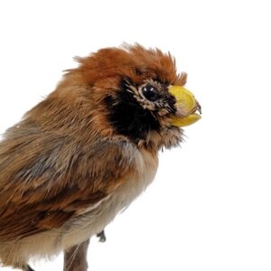 Black-breasted parrotbill