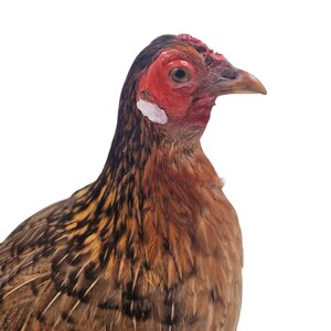 Mounted bantam chicken