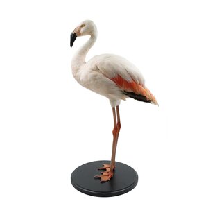 Mounted Chilean flamingo (A)