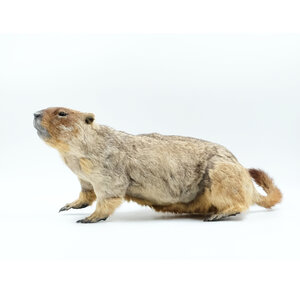 Mounted Marmot