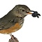 Mounted grey-backed thrush