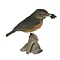 Mounted grey-backed thrush