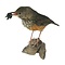 Mounted grey-backed thrush