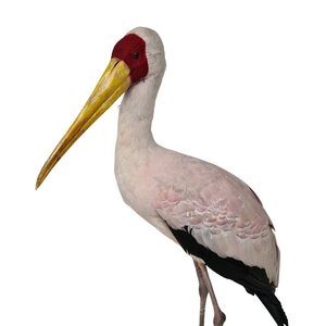 Mounted yellow-billed stork