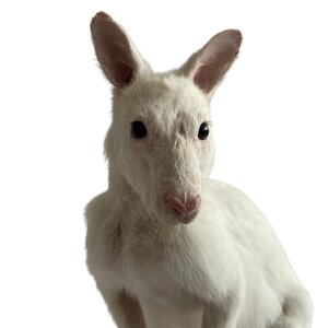 Mounted White Wallaby