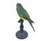 Mounted Scarlet-chested parrot