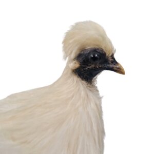 Mounted Silky Fowl