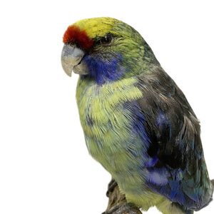 Opgezette groene rosella