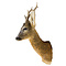 Roe deer trophy - summer coat
