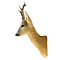 Roe deer trophy - summer coat