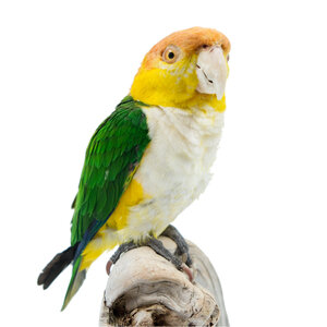 Mounted white-bellied parrot