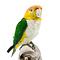 Mounted white-bellied parrot