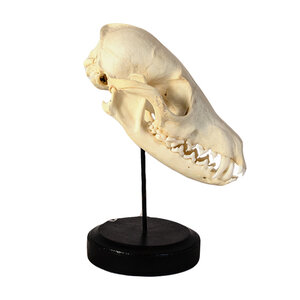 Skull of a fox on stand