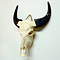 Skull Water buffalo