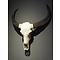 Skull Water buffalo