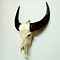 Skull Water buffalo