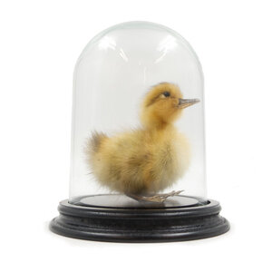 Mounted yellow duck in glass dome