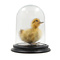 Mounted yellow duck in glass dome