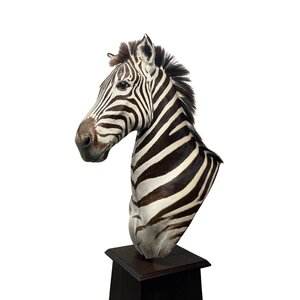 Opgezette zebra trofee op pilaar