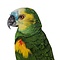 Opgezette Blauwvoorhoofdamazone