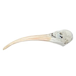 Schädel Scharlachsichler