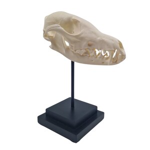 Fuchsschädel auf quadratischem Sockel